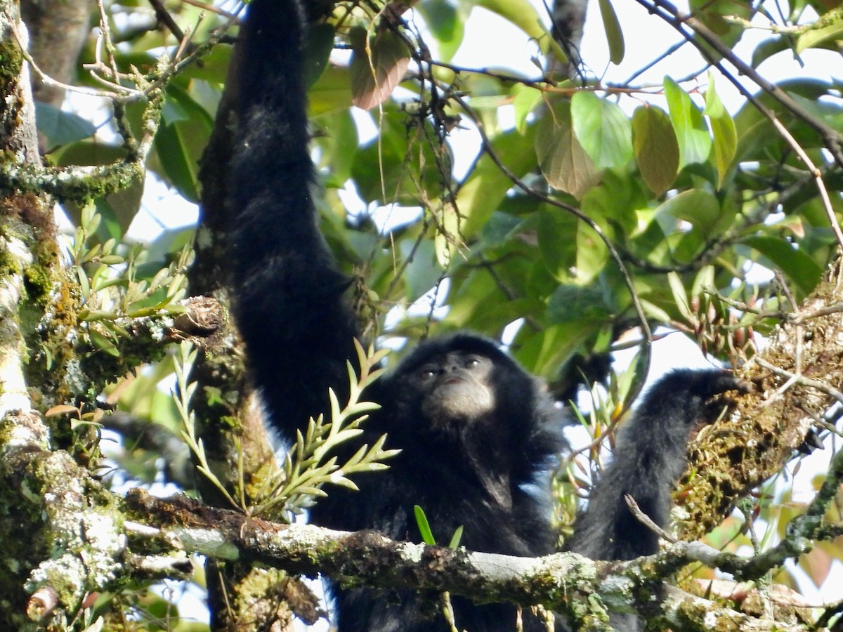 Gibbons - ML646337908