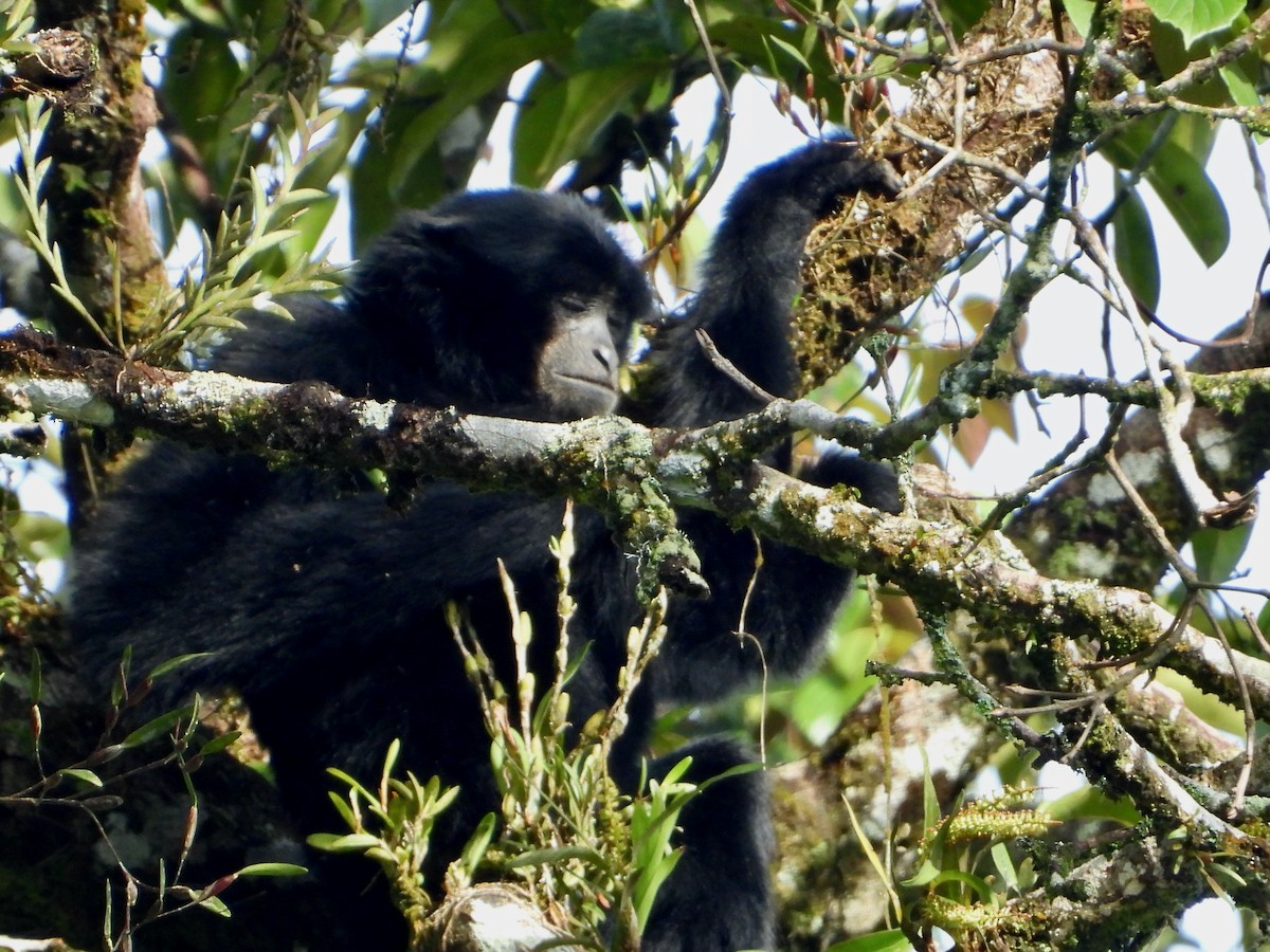 Gibbons - ML646337909