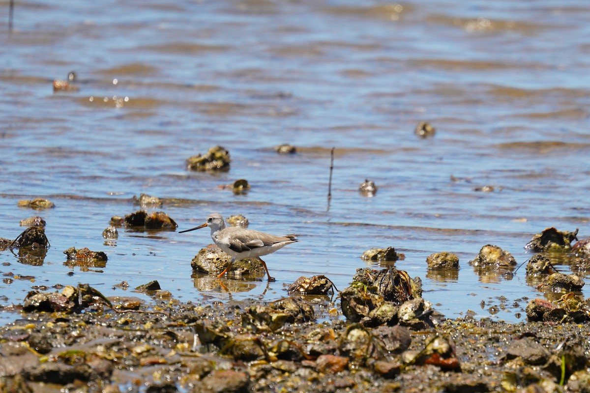 Terek Sandpiper - ML646337910