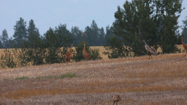 Канадский журавль - ML646337911