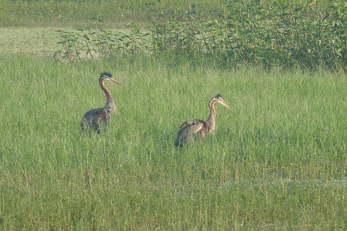 purpurhegre - ML646337912