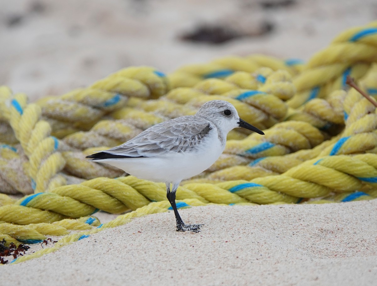 jespák písečný - ML646337913