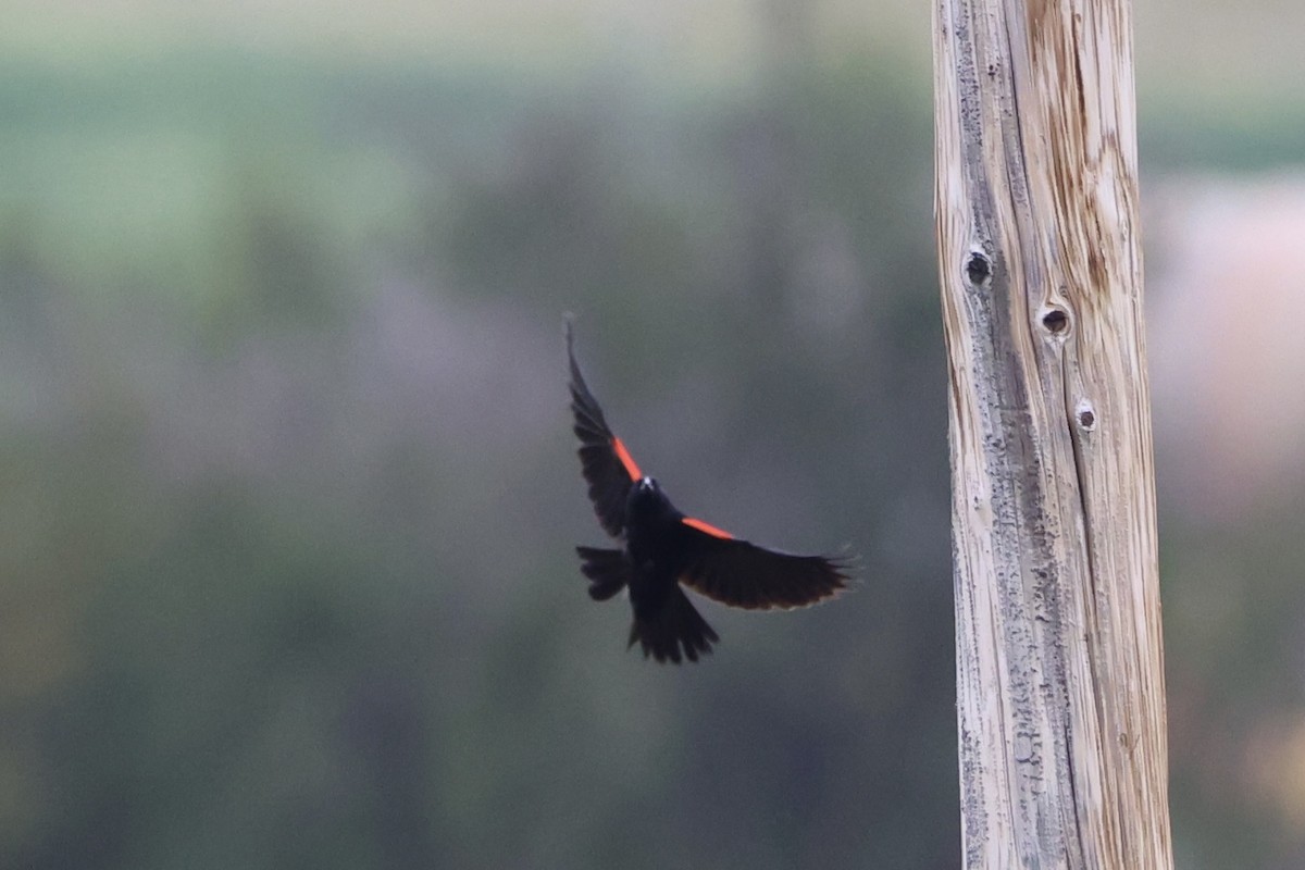 Red-winged Blackbird - ML646337914