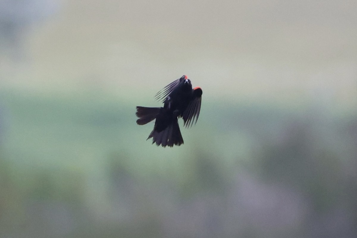 Red-winged Blackbird - ML646337915