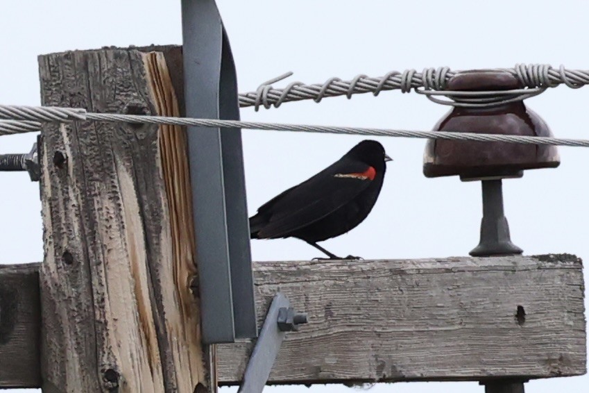 Red-winged Blackbird - ML646337916