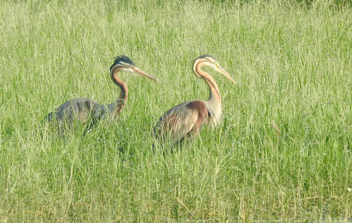 purpurhegre - ML646337918