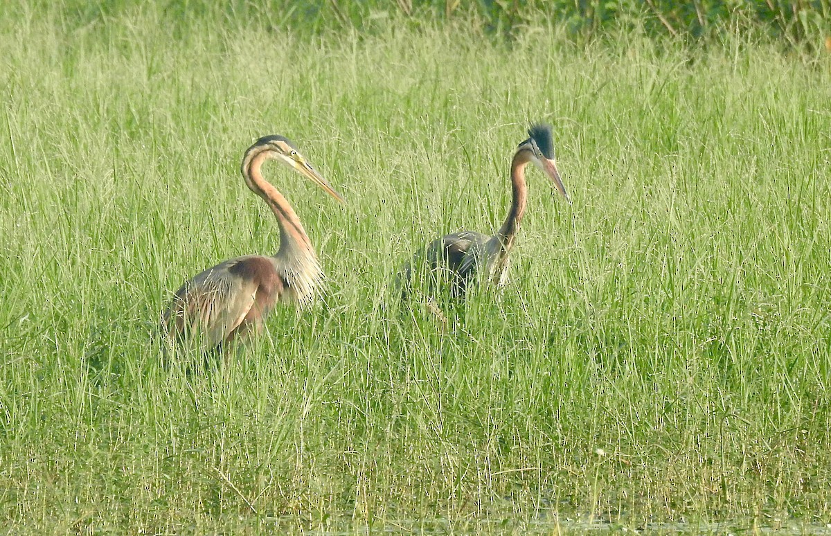 purpurhegre - ML646337920