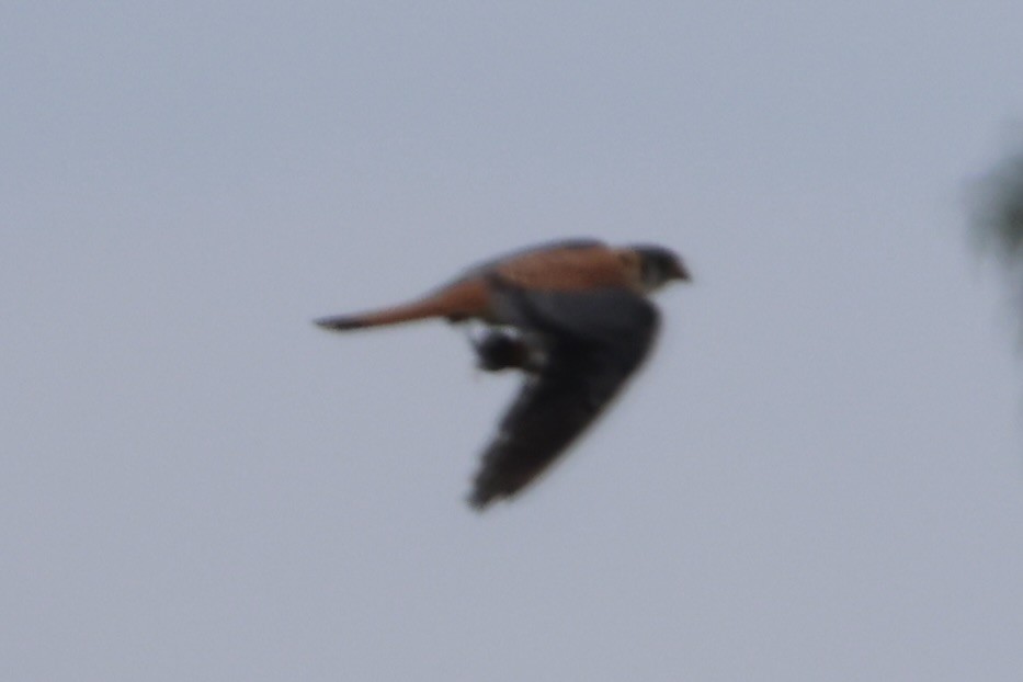 בז אמריקני - ML646337921