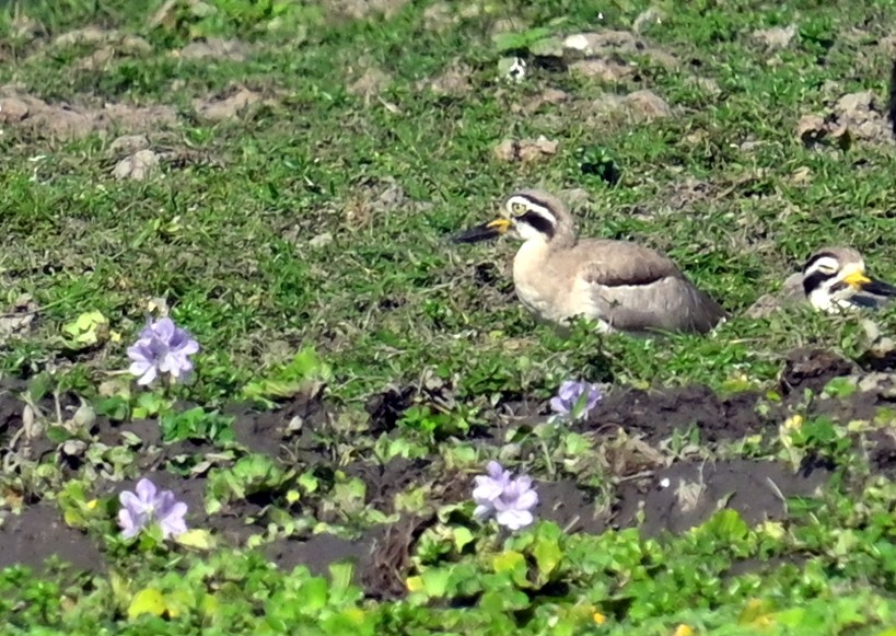 Great Thick-knee - ML646337923