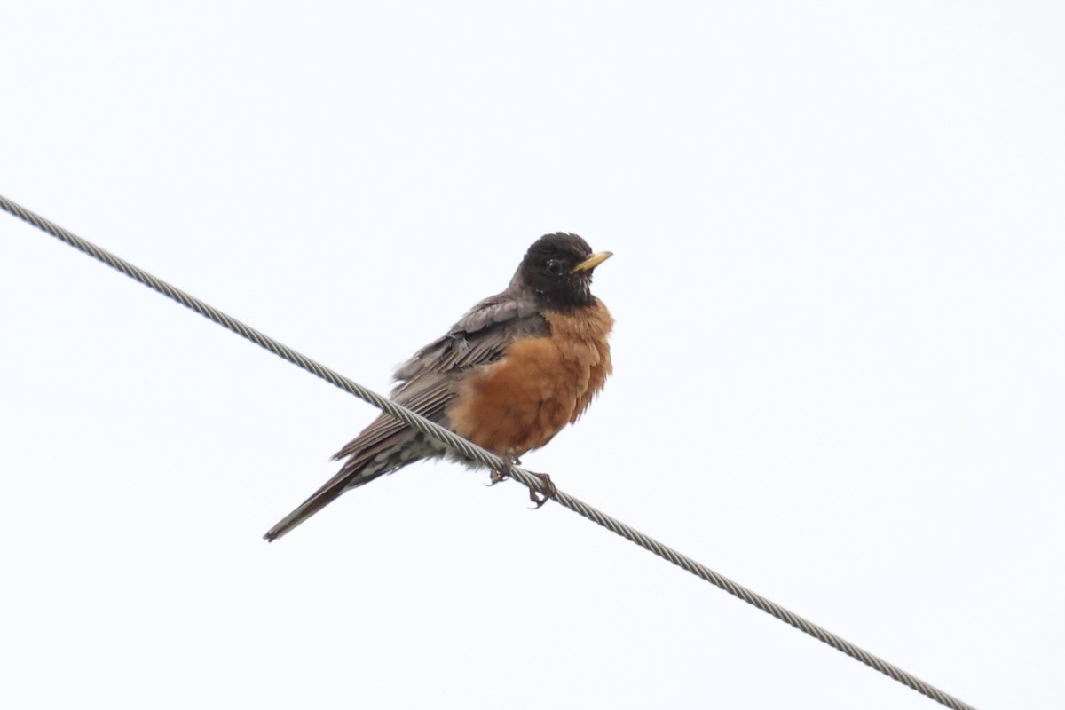 American Robin - ML646337924