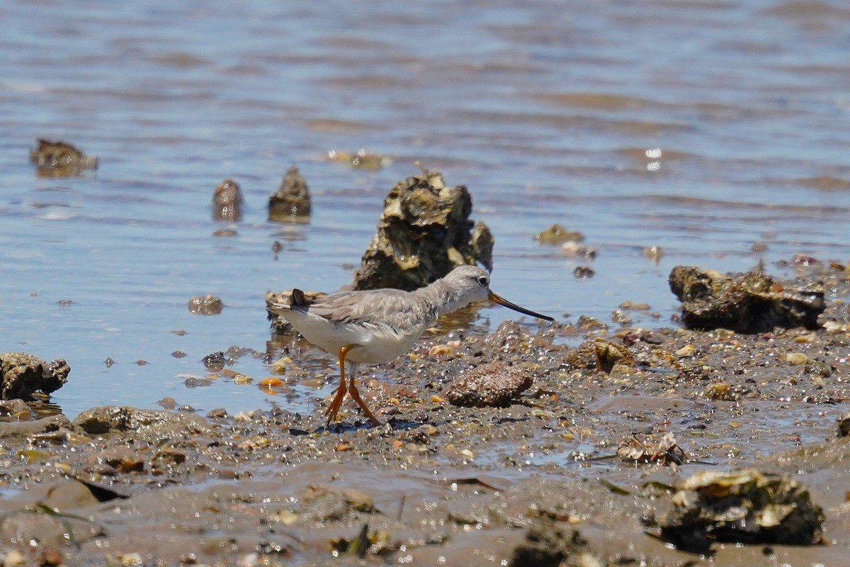 Terek Sandpiper - ML646337925