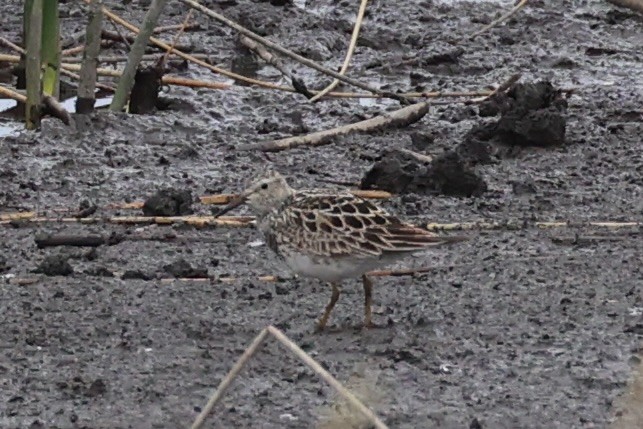 jespák skvrnitý - ML646337926