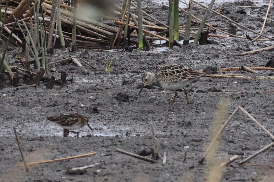 jespák skvrnitý - ML646337927