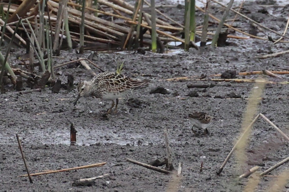 jespák skvrnitý - ML646337928