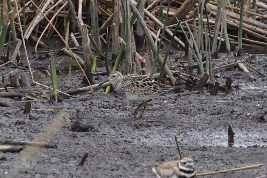 jespák skvrnitý - ML646337929