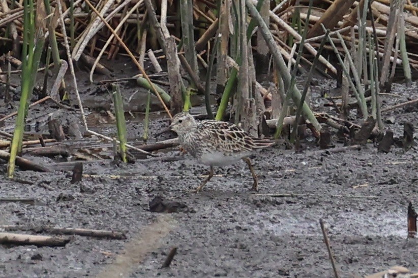 jespák skvrnitý - ML646337930