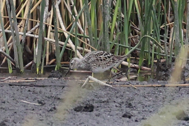 jespák skvrnitý - ML646337931