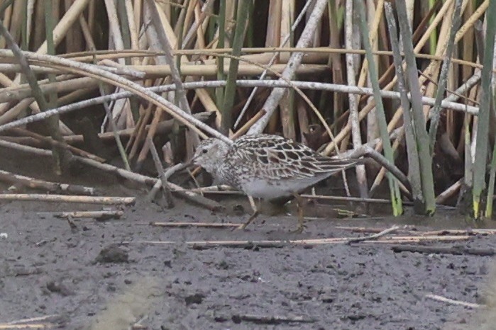 jespák skvrnitý - ML646337932