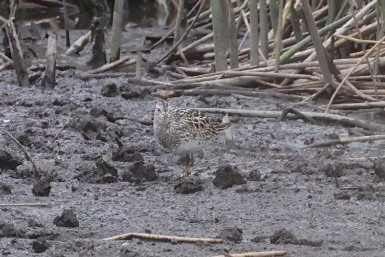 jespák skvrnitý - ML646337933