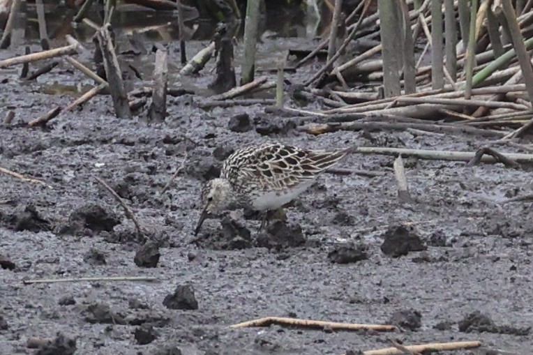 jespák skvrnitý - ML646337934