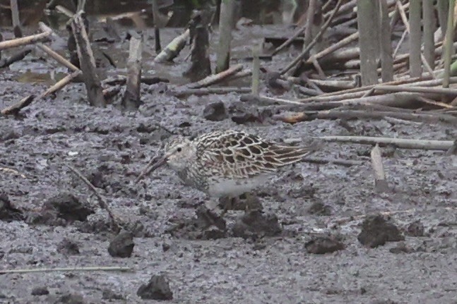 jespák skvrnitý - ML646337935