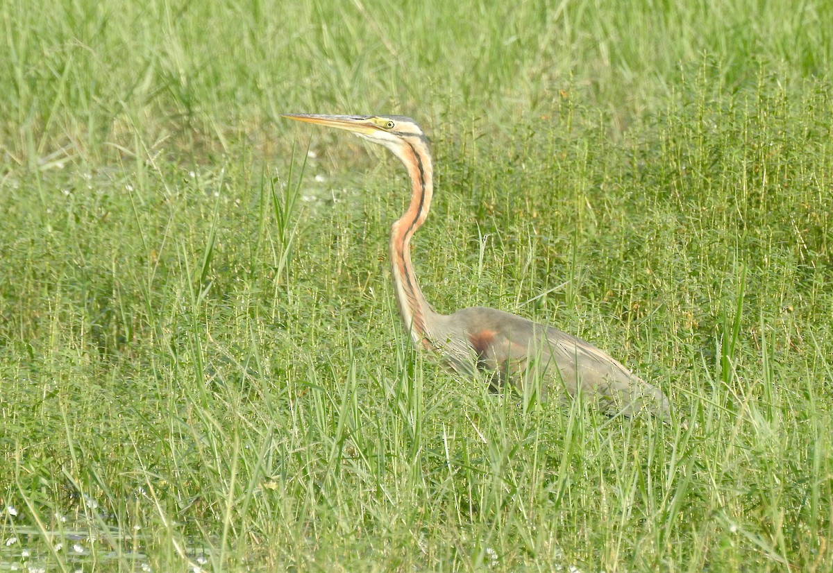 purpurhegre - ML646337936