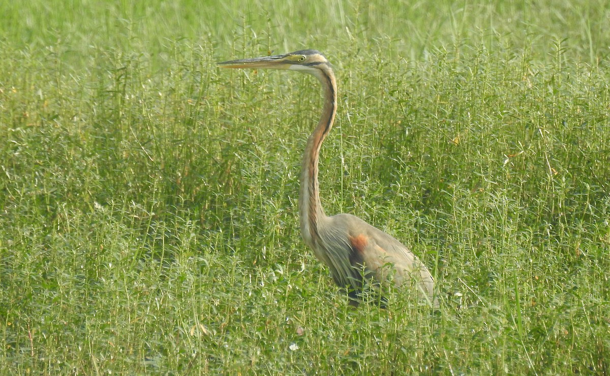 purpurhegre - ML646337937