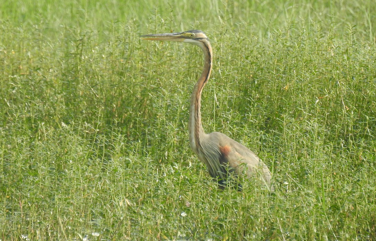 purpurhegre - ML646337938