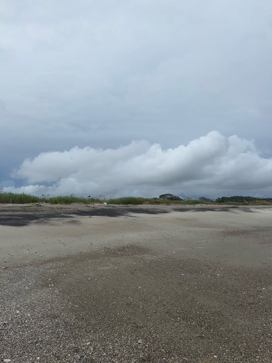 Osprey - ML646337939