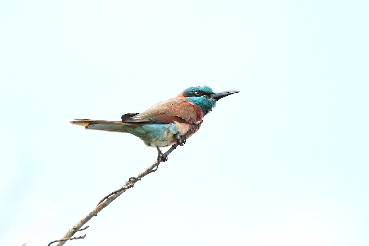 שרקרק ורוד - ML646337945