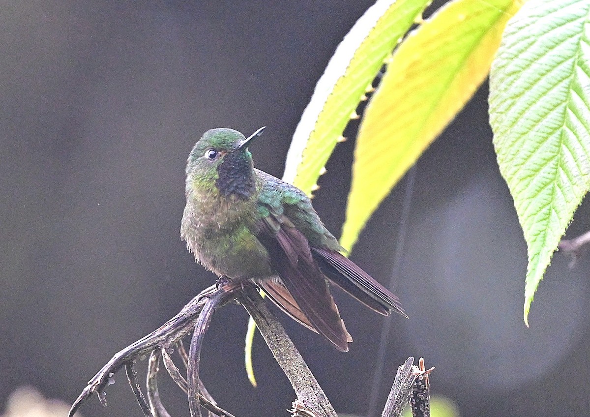 Tyrian Metaltail - ML646337954