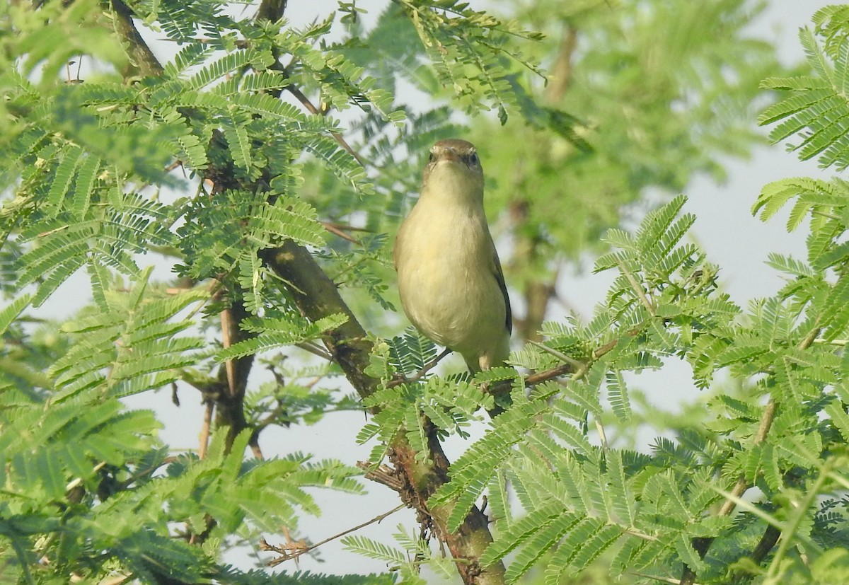 ramasanger - ML646337955