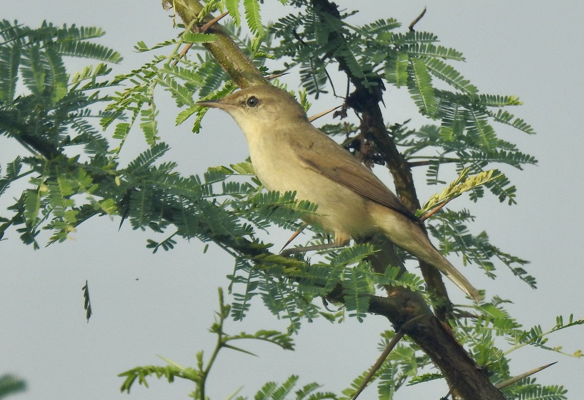 ramasanger - ML646337956