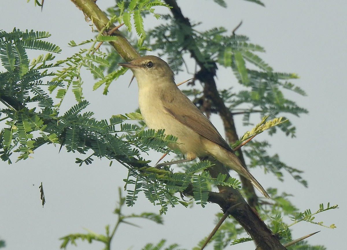 ramasanger - ML646337957