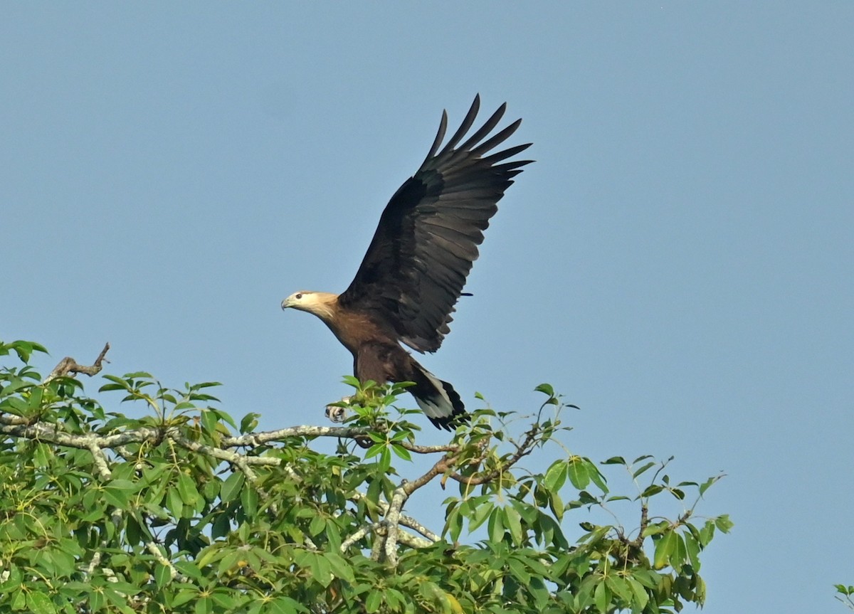 Pallas's Fish-Eagle - ML646337958