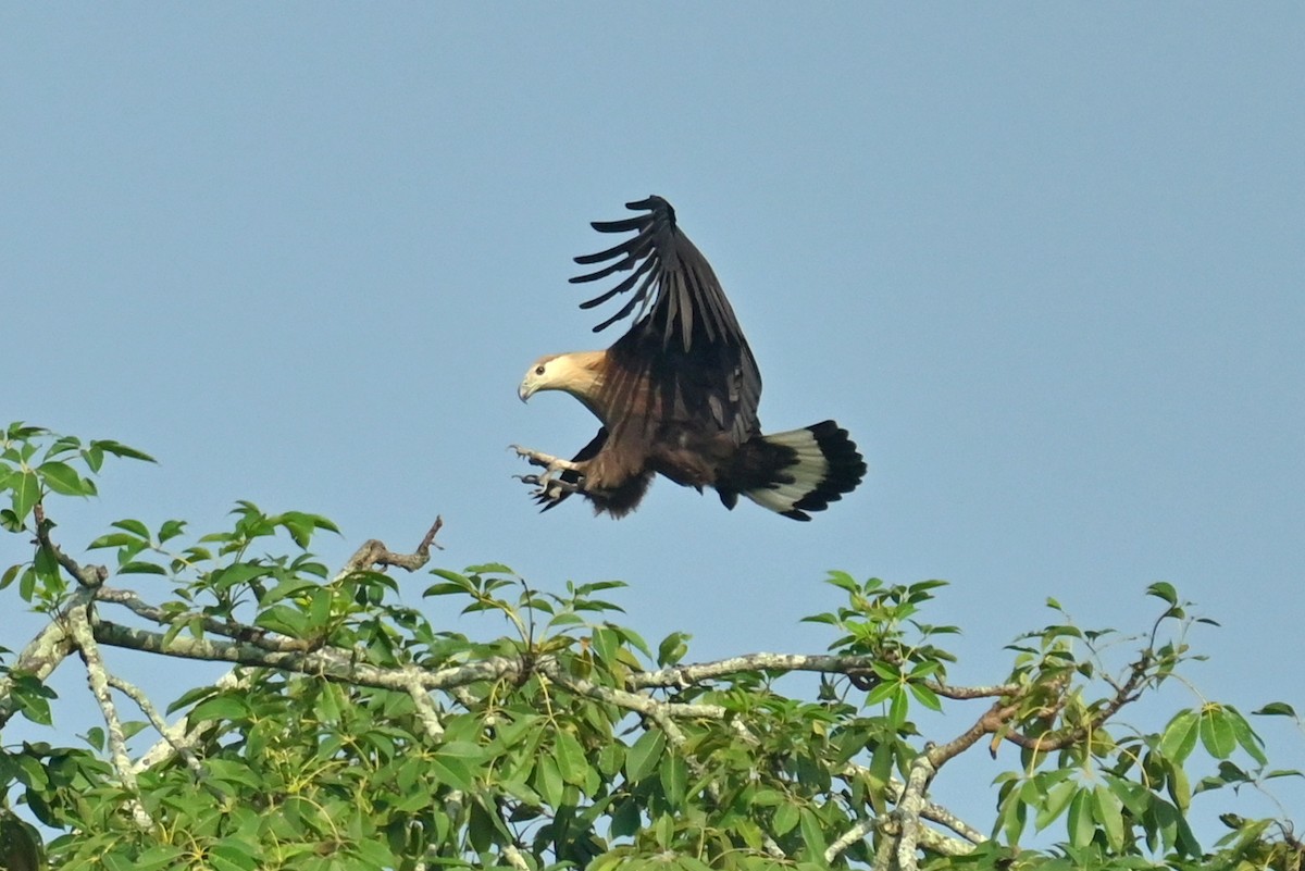 Pallas's Fish-Eagle - ML646337959