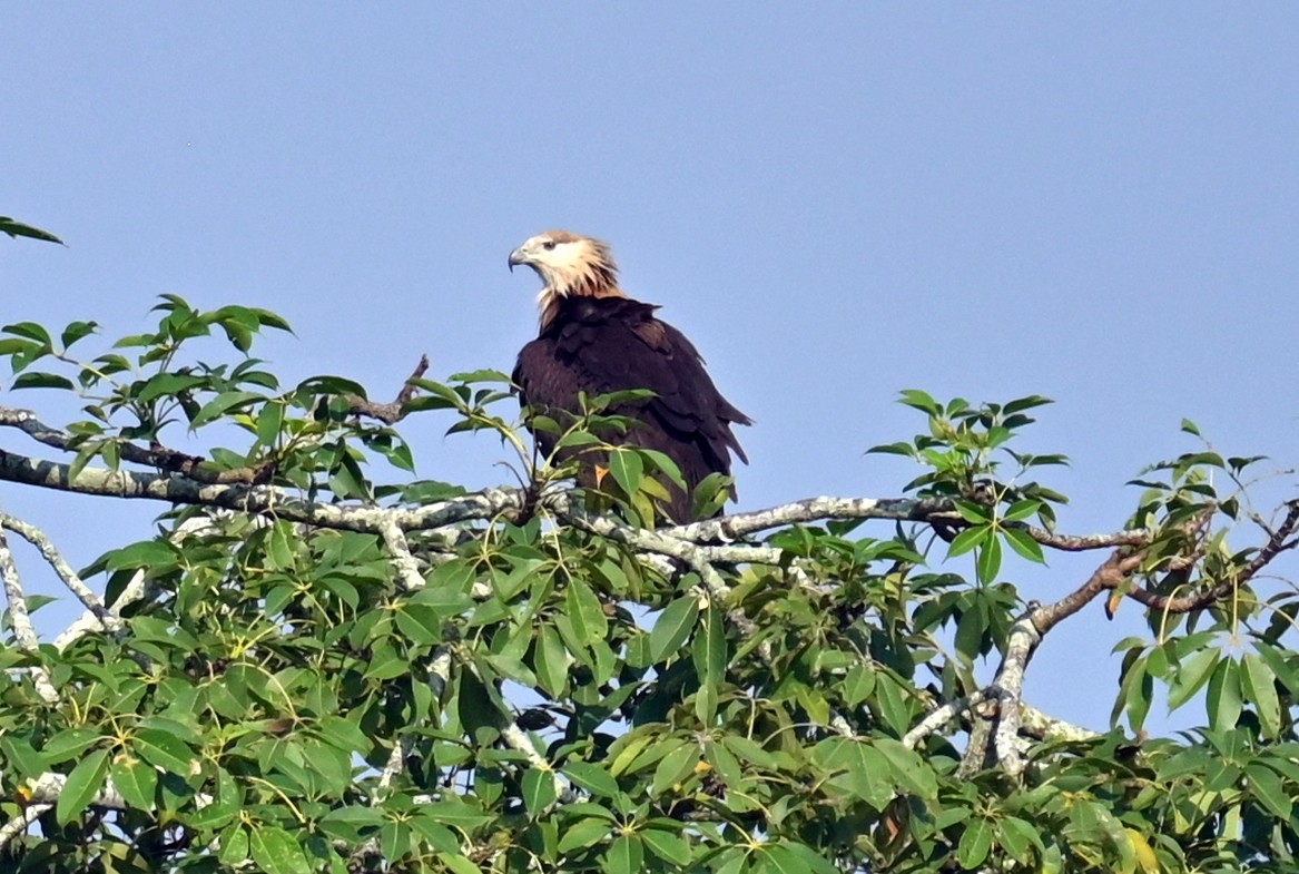 Pallas's Fish-Eagle - ML646337960