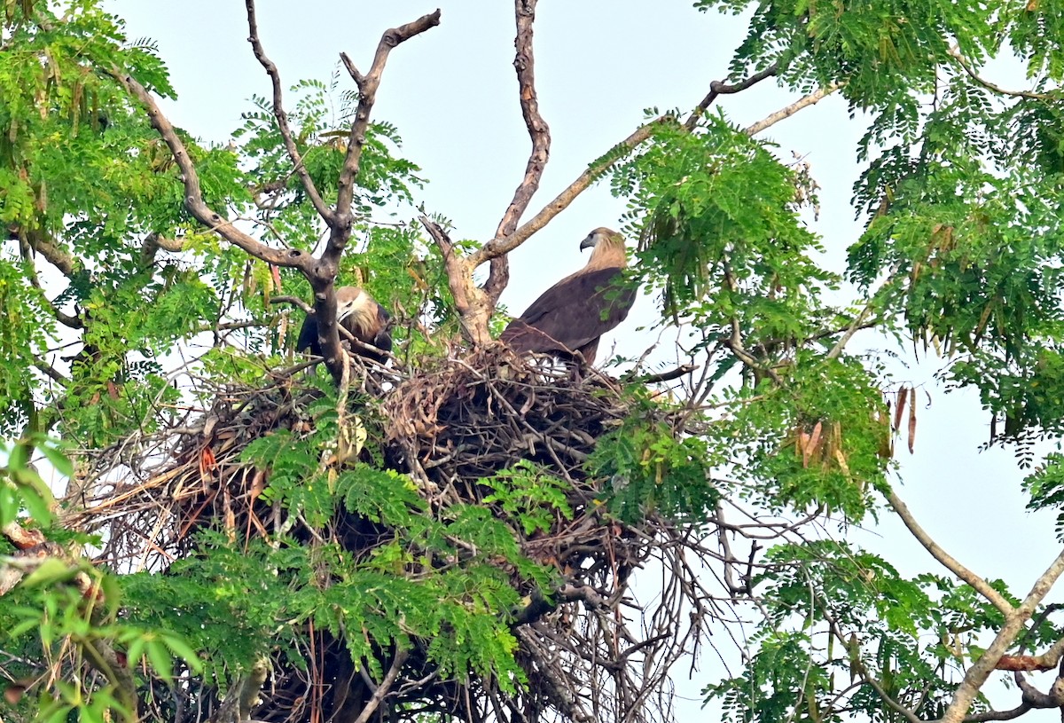 Pallas's Fish-Eagle - ML646337961