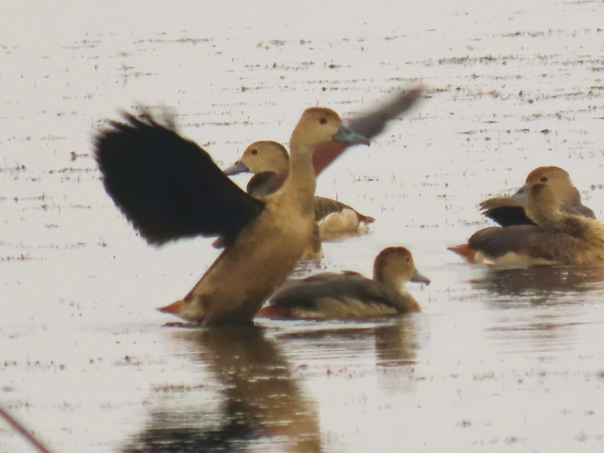 Fulvous Whistling-Duck - ML646337962