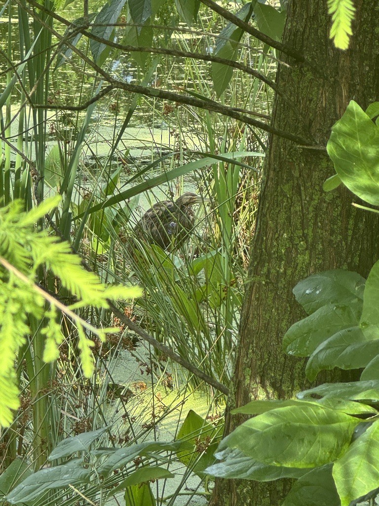 American Bittern - ML646337963
