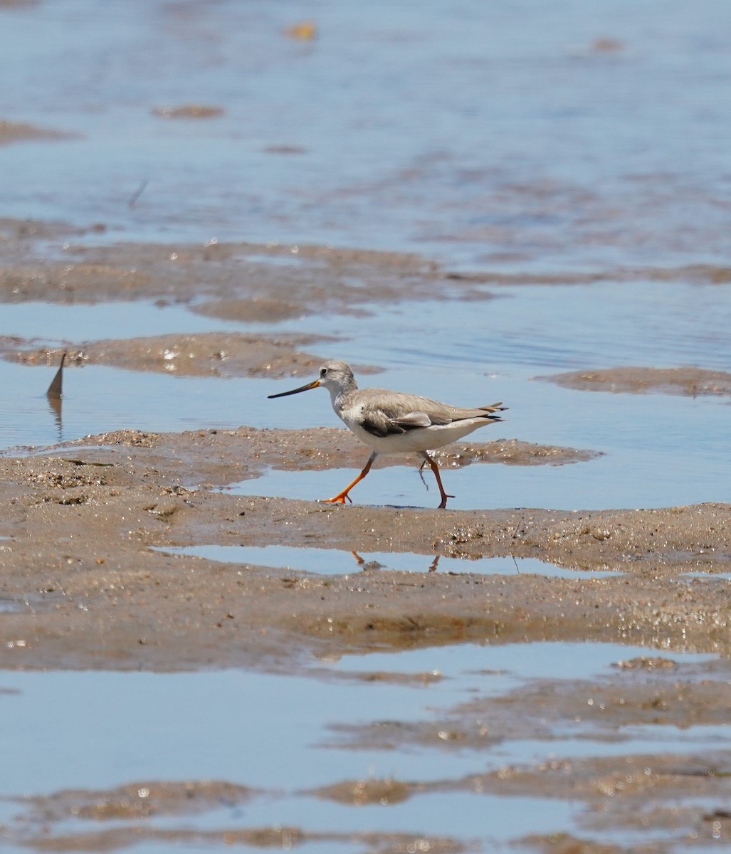 Terek Sandpiper - ML646337964