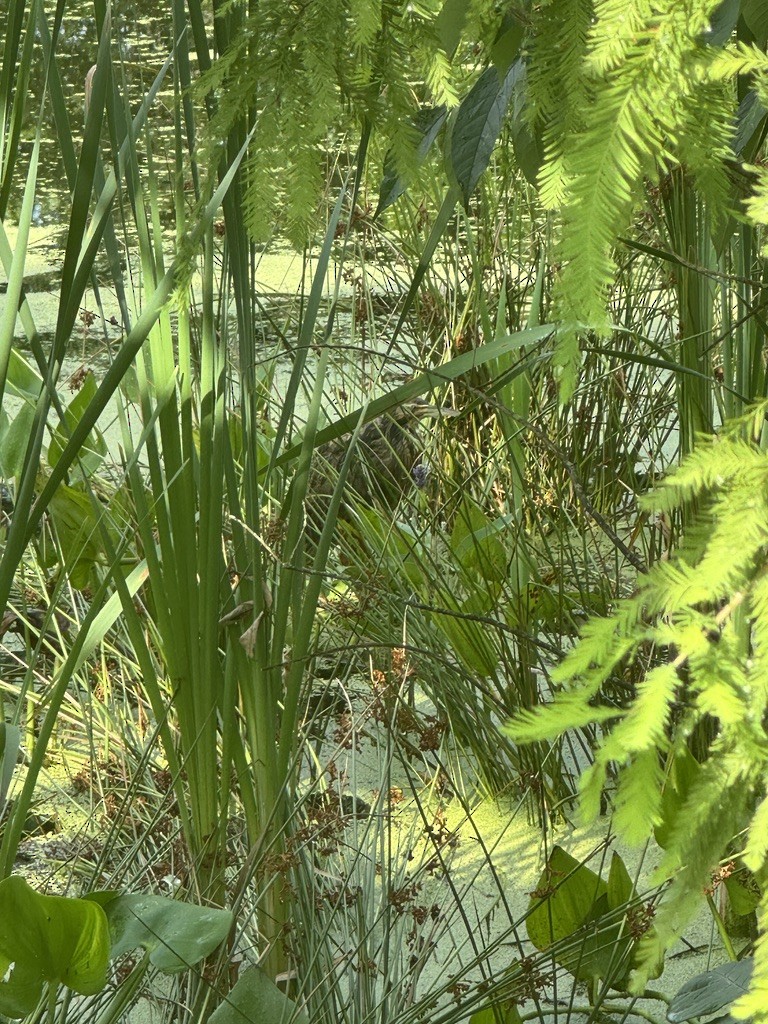 American Bittern - ML646337965