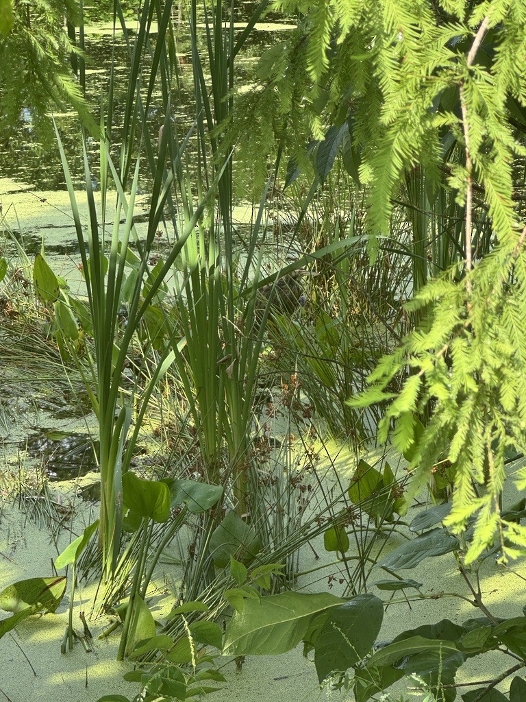 American Bittern - ML646337966