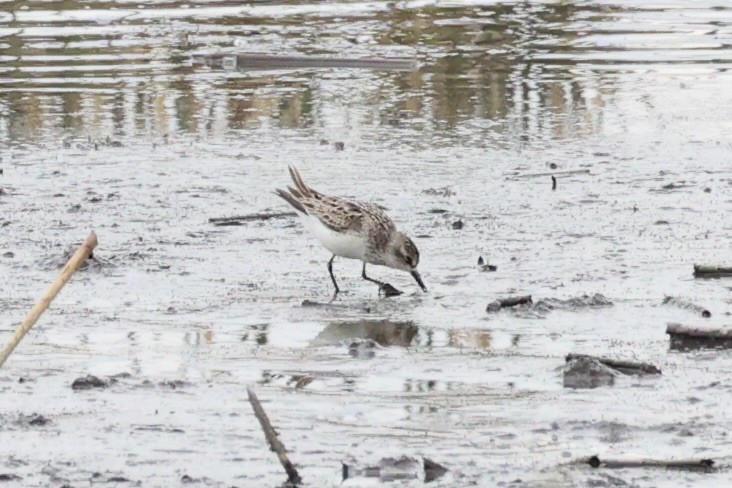 Bécasseau semipalmé - ML646337968