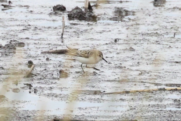 Bécasseau semipalmé - ML646337970