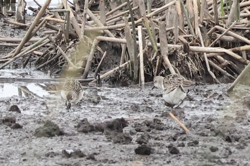 Bécasseau semipalmé - ML646337972