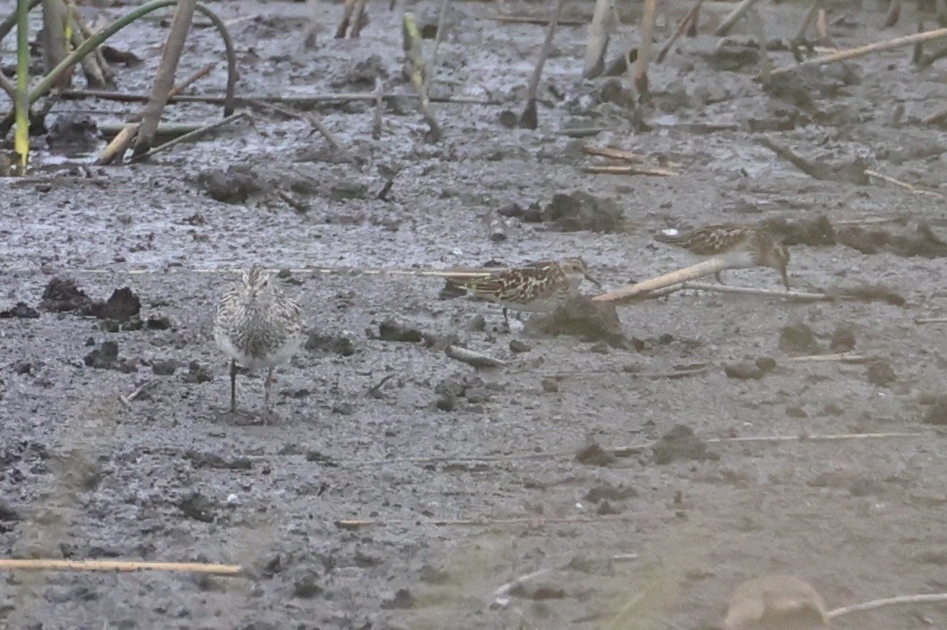 jespák skvrnitý - ML646337973