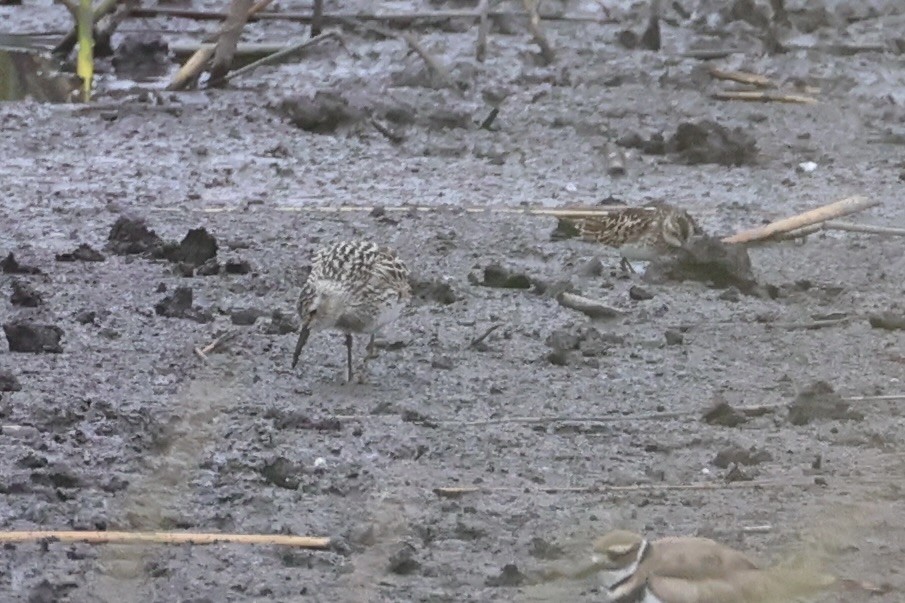 jespák skvrnitý - ML646337974