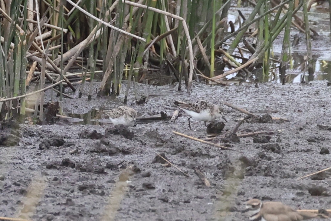 Bécasseau semipalmé - ML646337975