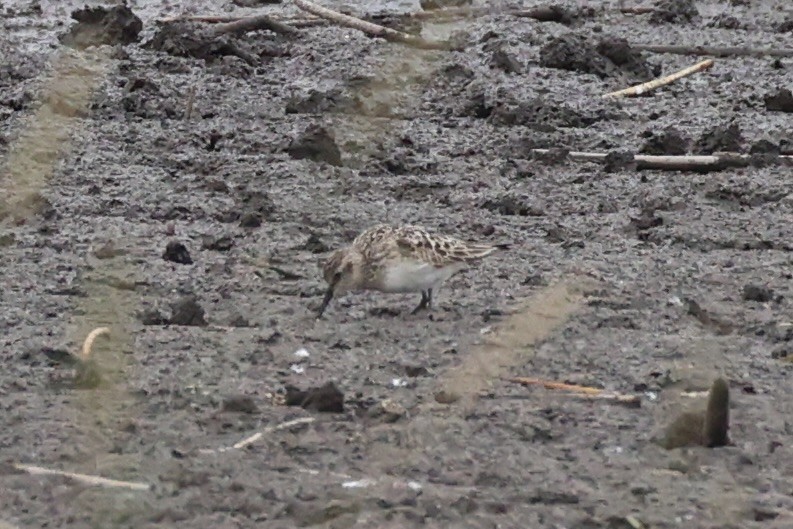 Baird's Sandpiper - ML646337976